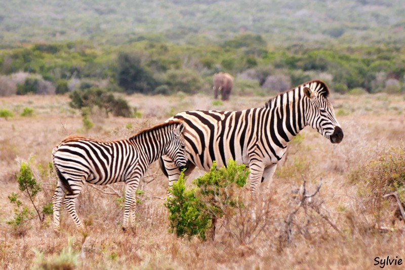 Addo elephant park port elizabeth