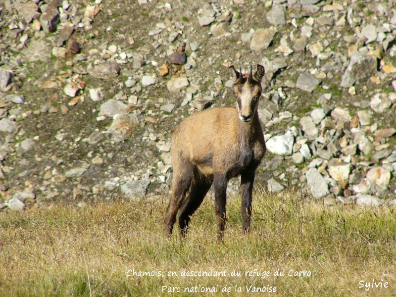 En descendant du refuge du Carro