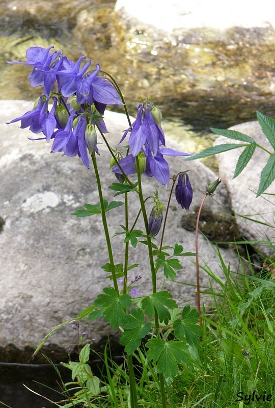 Fleurs-plateau-du-Cayan