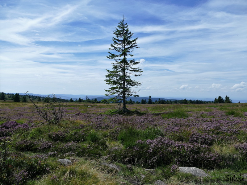 LAC BLANC VOSGES3