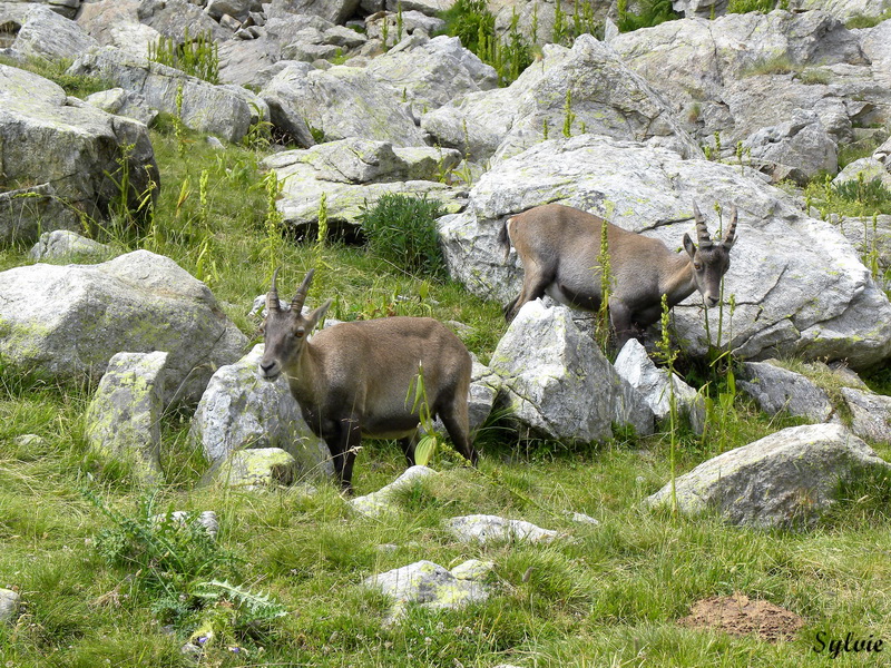 LAC ET COL DE FENESTRE10