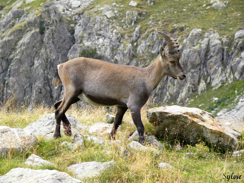 LAC ET COL DE FENESTRE11