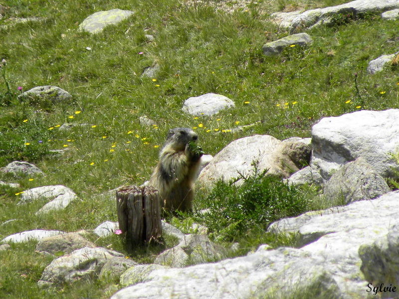 LAC ET COL DE FENESTRE13