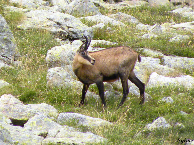 LAC ET COL DE FENESTRE16