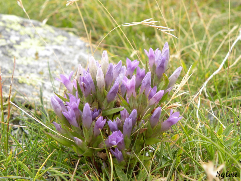 LAC ET COL DE FENESTRE17