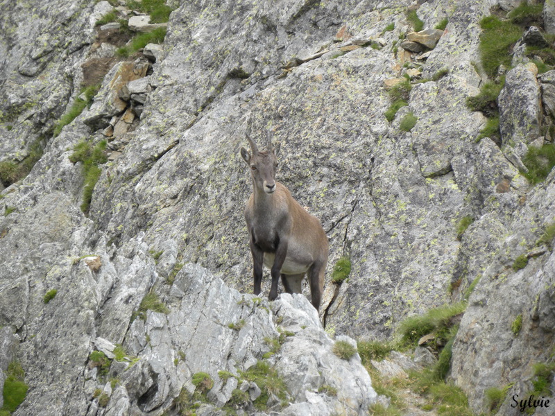 LAC ET COL DE FENESTRE6