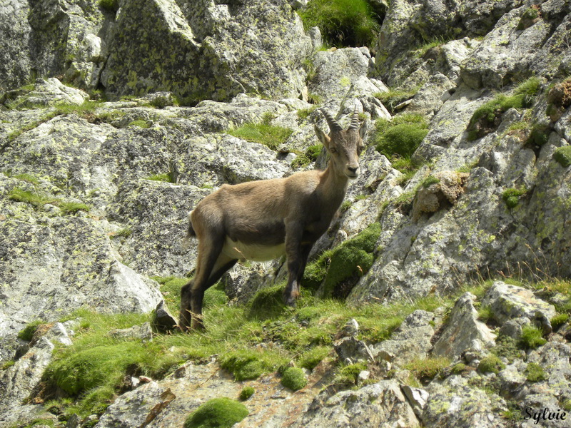 LAC ET COL DE FENESTRE7