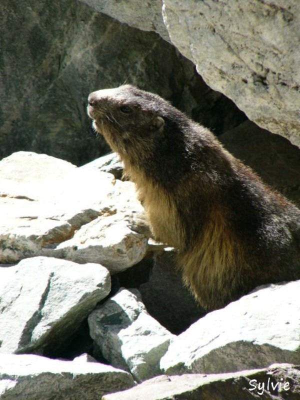 Marmotte du glacier Blanc