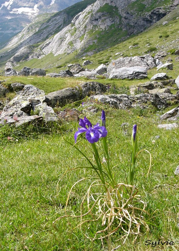 Mieux connaître les Pyrénées fleurs