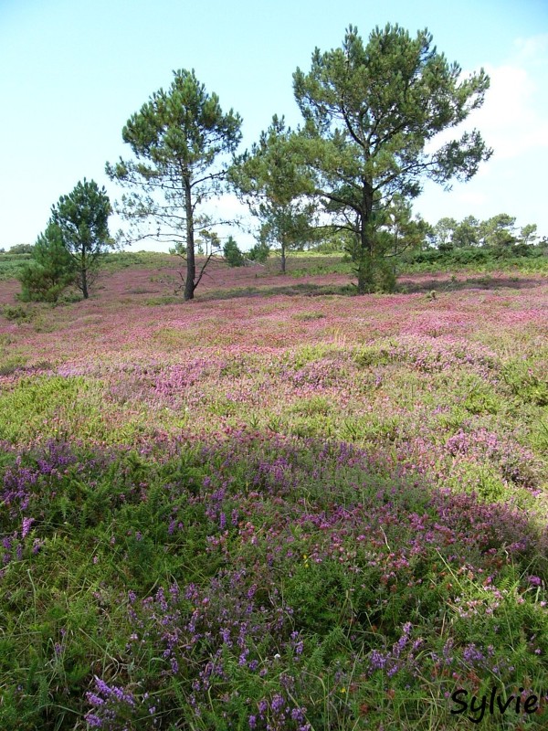 Sentier-du-littoral-presquile-crozon