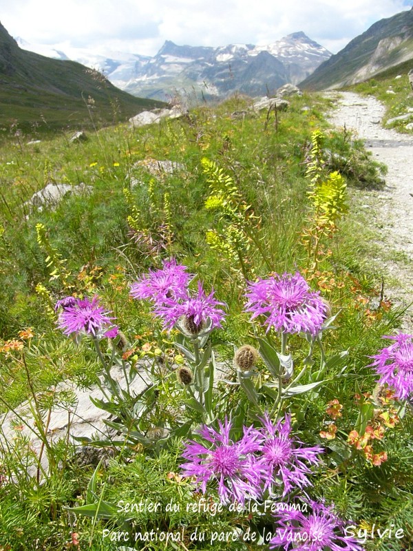 Sentier du refuge de la Femma