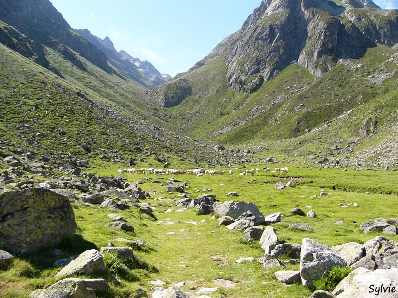 Troupeau- vers-les-lacs-de-Rémoulis