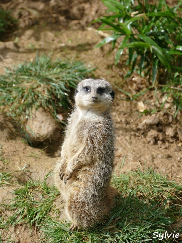 ZOO LA BOISSIERE DU DORE 