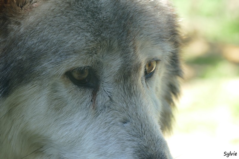 ZOO LA BOISSIERE DU DORE 2016 05 1