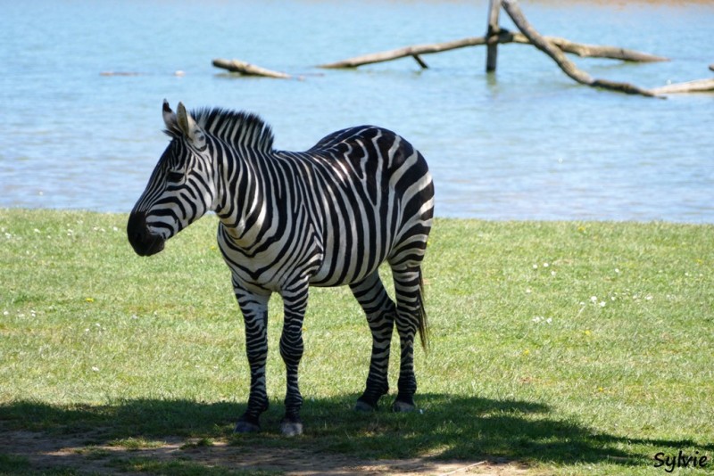 ZOO LA BOISSIERE DU DORE 2016 05