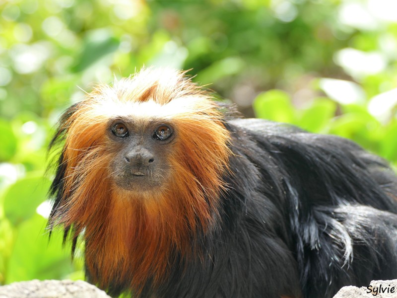 ZOO LA BOISSIERE DU DORE 2017 03 2 tamarin lion a tete doree