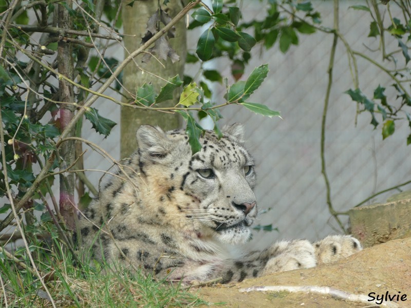 ZOO LA BOISSIERE DU DORE 2017 03 4