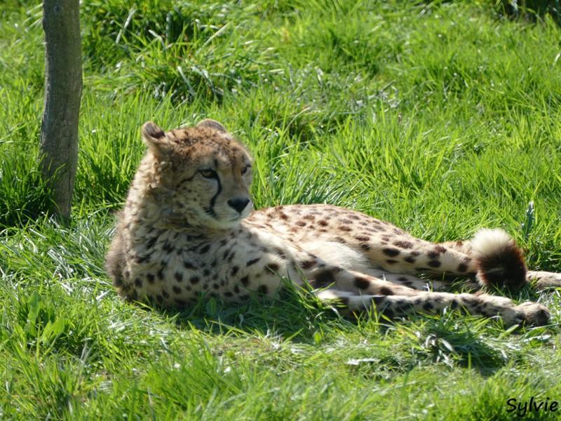 ZOO LA BOISSIERE DU DORE 2017 03 5