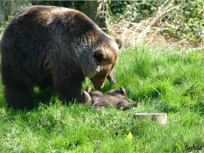 ZOO LA BOISSIERE DU DORE 2017 03 7