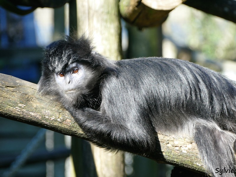 ZOO LA BOISSIERE DU DORE 2017 03 8 langur de java