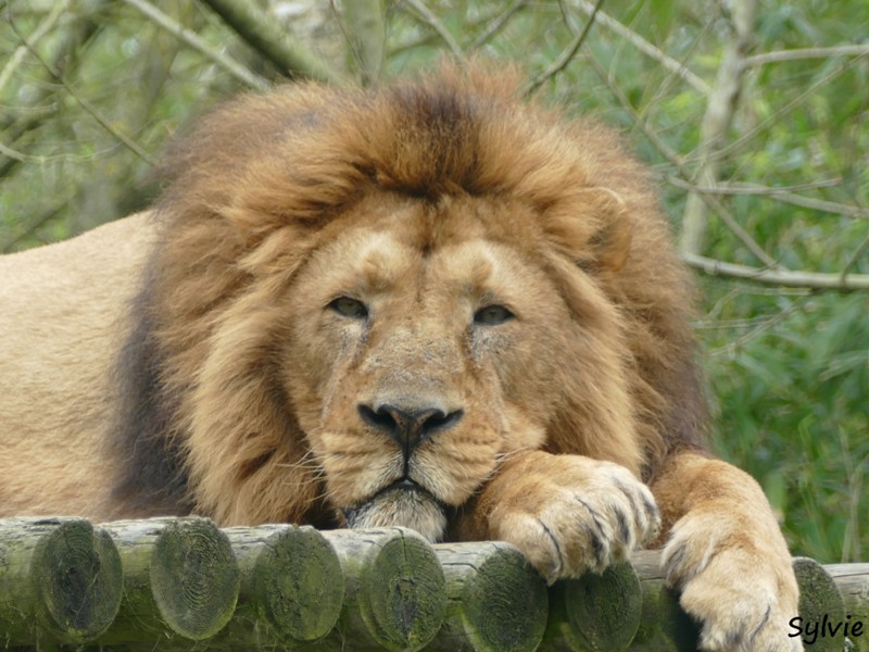 ZOO LA BOISSIERE DU DORE 2017 03