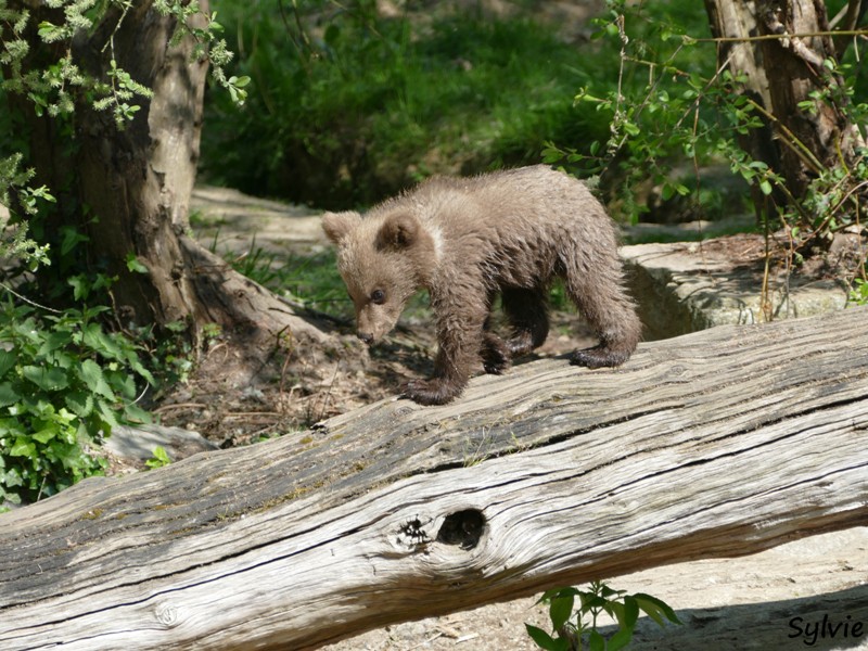 ZOO LA BOISSIERE DU DORE 2017 04 12