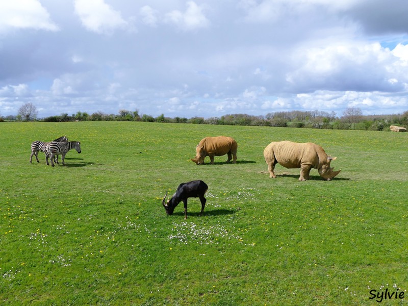 ZOO LA BOISSIERE DU DORE 2017 04 3