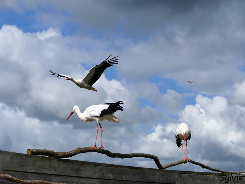 ZOO LA BOISSIERE DU DORE 2017 04 4