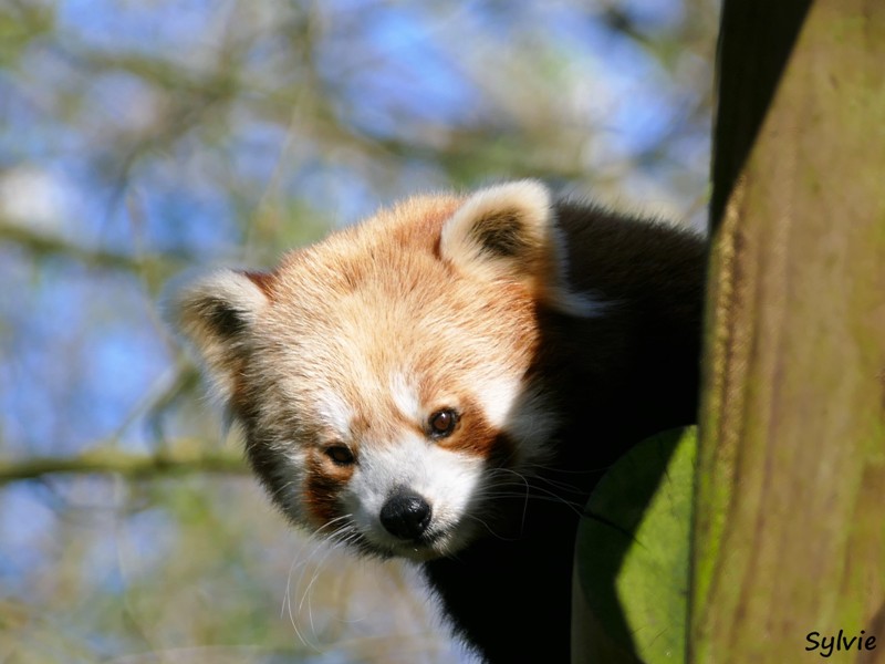 ZOO LA BOISSIERE DU DORE 2017 04 7