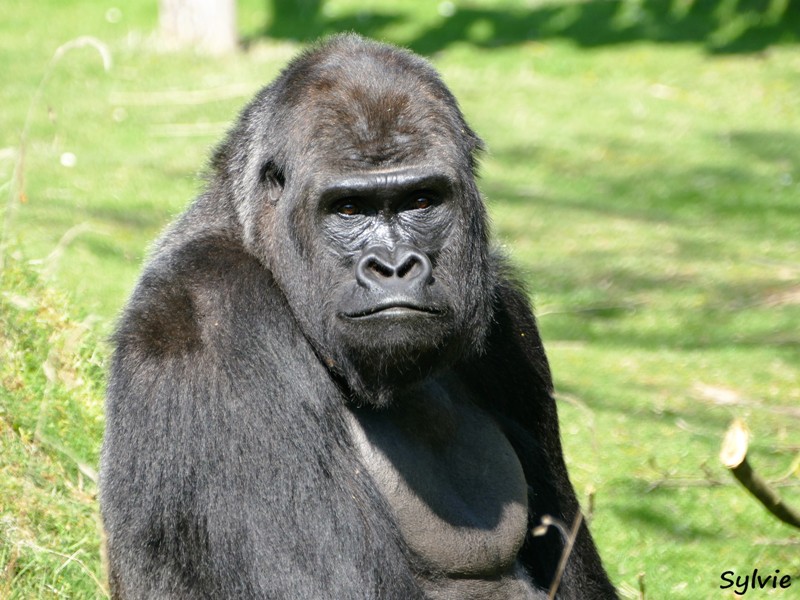 ZOO LA BOISSIERE DU DORE 2017 04 9