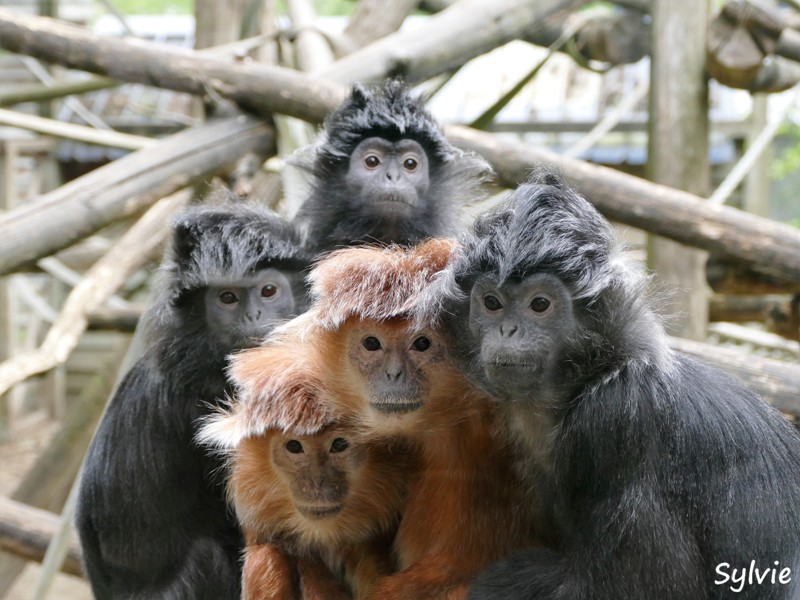 ZOO LA BOISSIERE DU DORE 2017 05 1