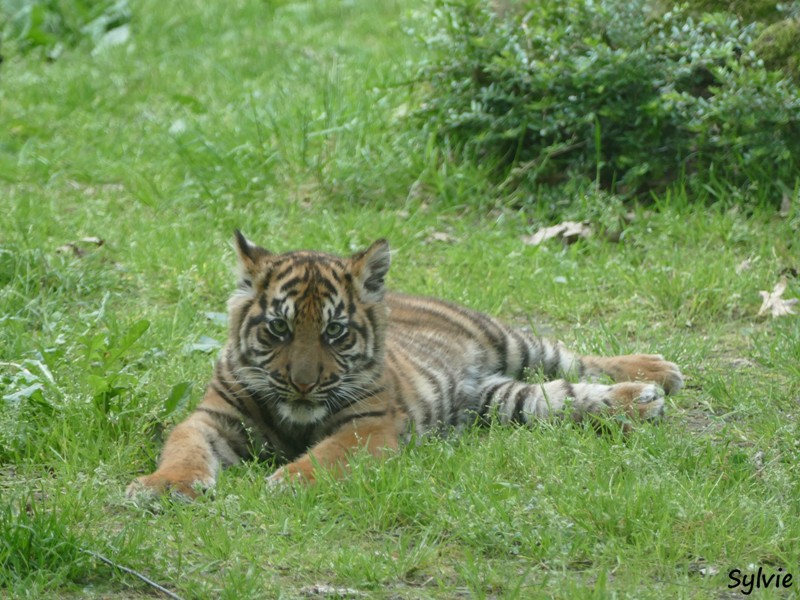 ZOO LA BOISSIERE DU DORE 2017 05