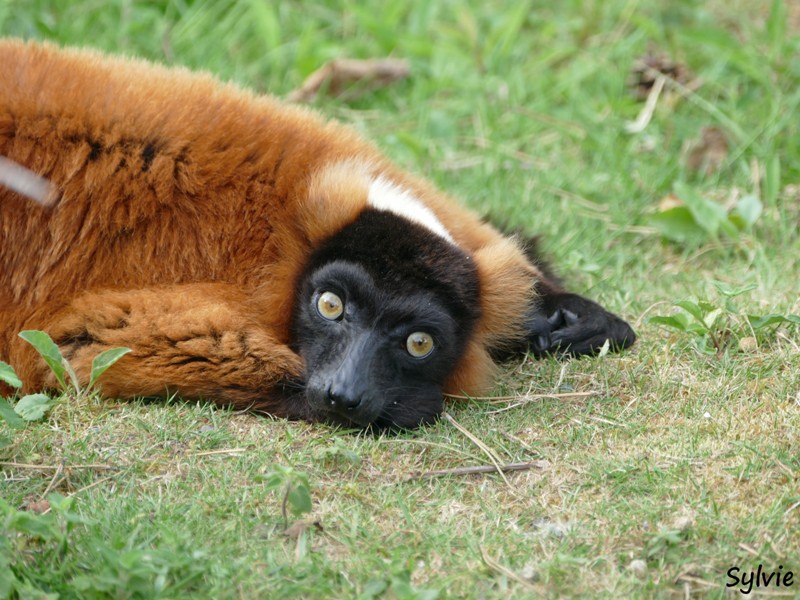 ZOO LA BOISSIERE DU DORE 2017 06