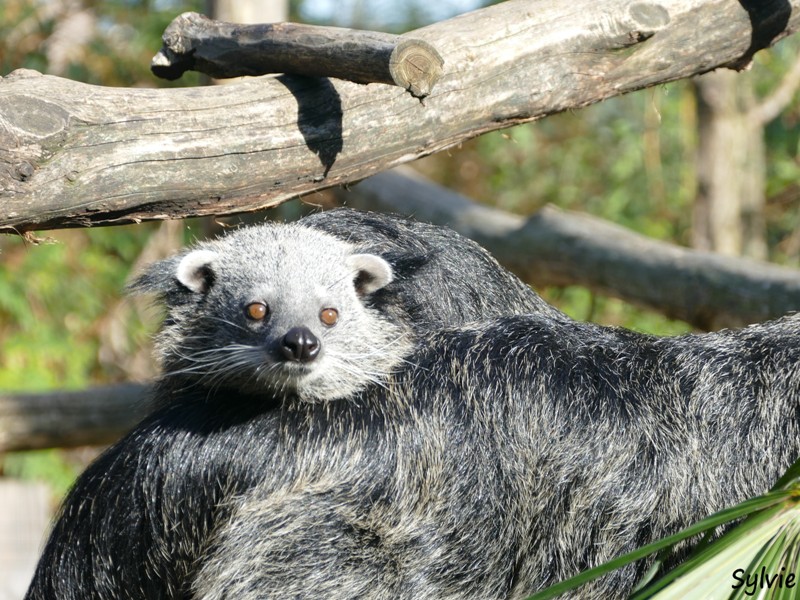 ZOO LA BOISSIERE DU DORE 2017 08 2