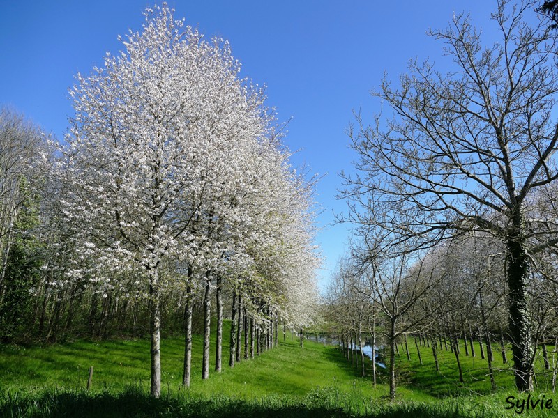 abbaye bellefontaine chemin des canons10