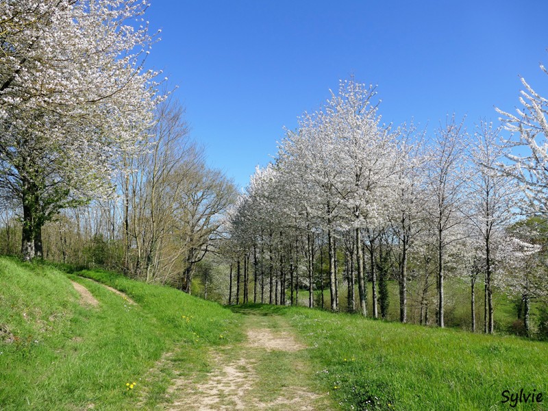 abbaye bellefontaine chemin des canons13