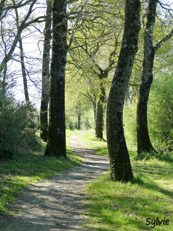 abbaye bellefontaine chemin des canons2