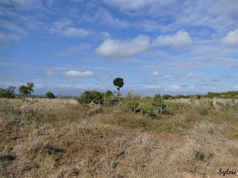 addo elephant park15