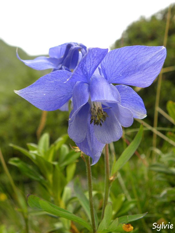 ancolie-alpes