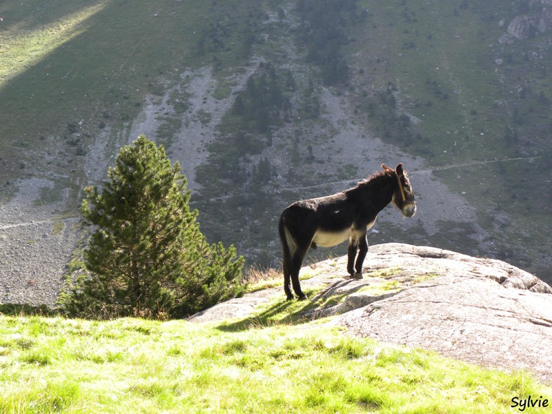 ane-pyrenees