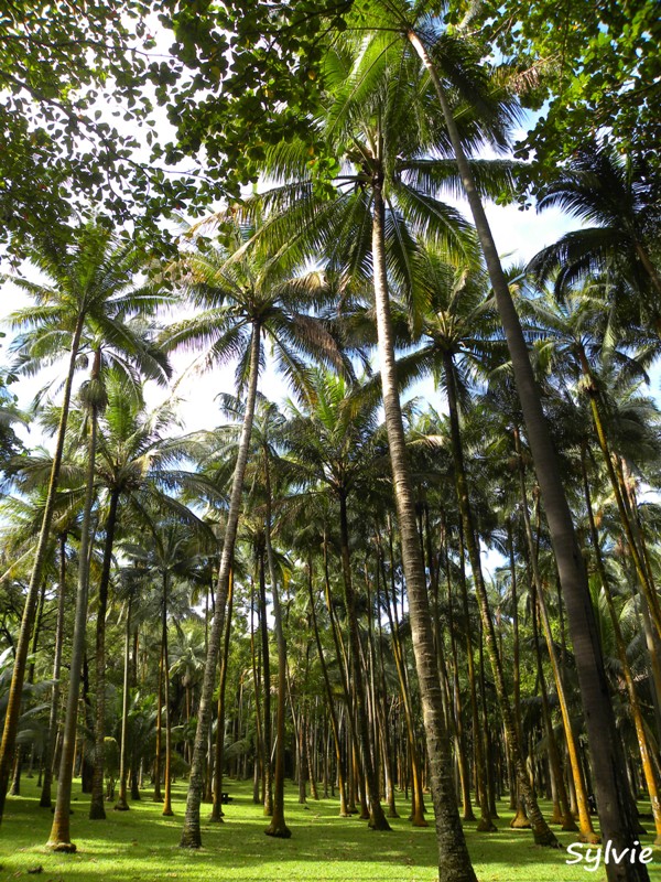 anse-des-cascades13