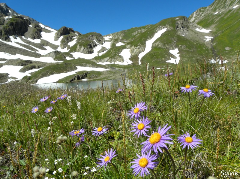 aster-alpes16