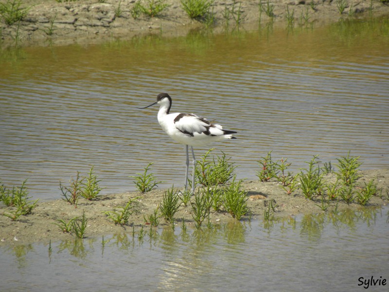 autour-des-moulins-noirmoutier