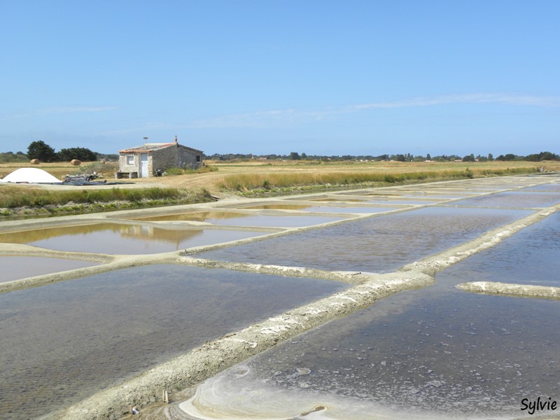 autour-des-moulins-noirmoutier1