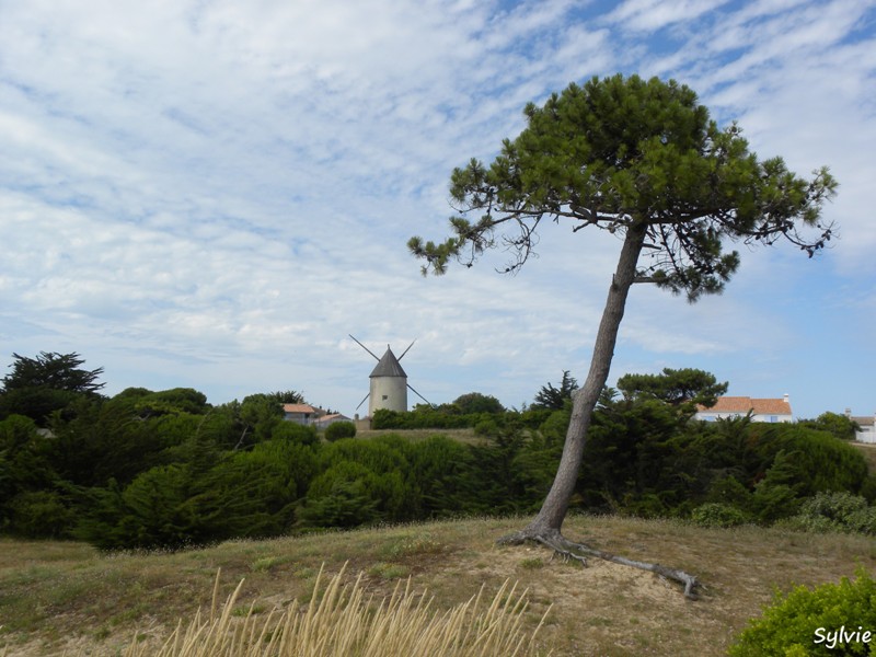 autour-des-moulins-noirmoutier11