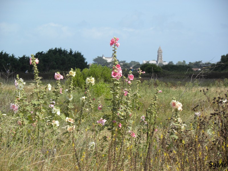 autour-des-moulins-noirmoutier2