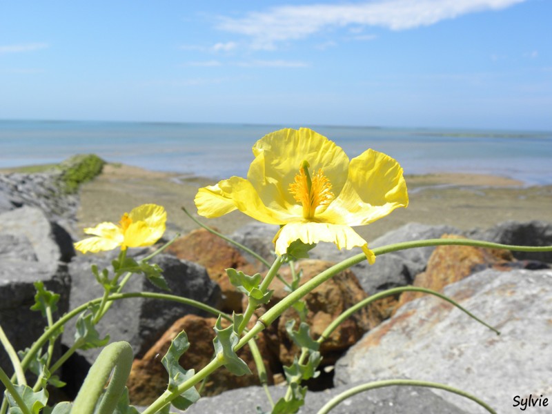 autour-des-moulins-noirmoutier4