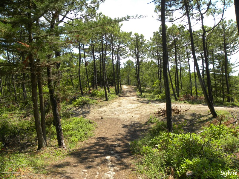 autour-des-moulins-noirmoutier6