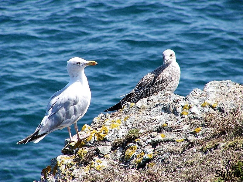 belle ile en mer photo8