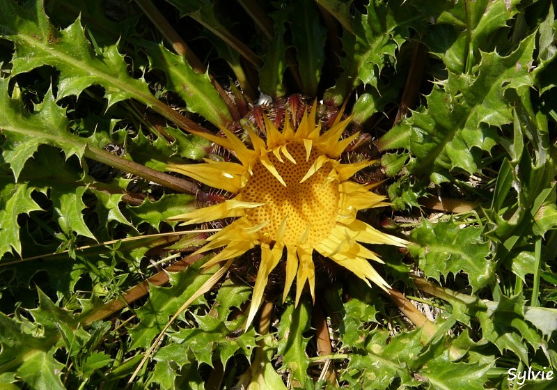 carline-jaune-pyrenees